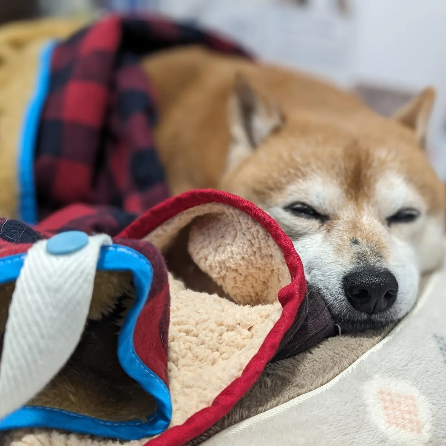 犬と一緒に酸素ボックスで疲労回復&アンチエイジング♫