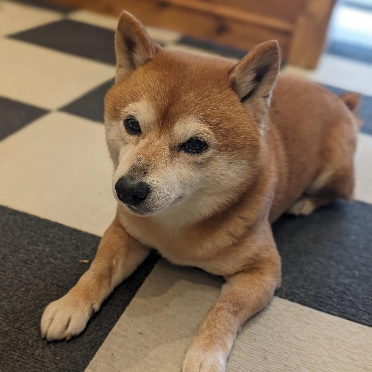 酸素ボックスで看板犬『銀次』早期回復、完治しました😂