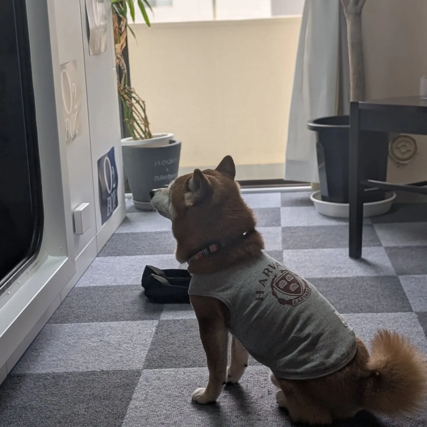 定期的な酸素補給でだるさや疲れを緩和しましょう♪♫