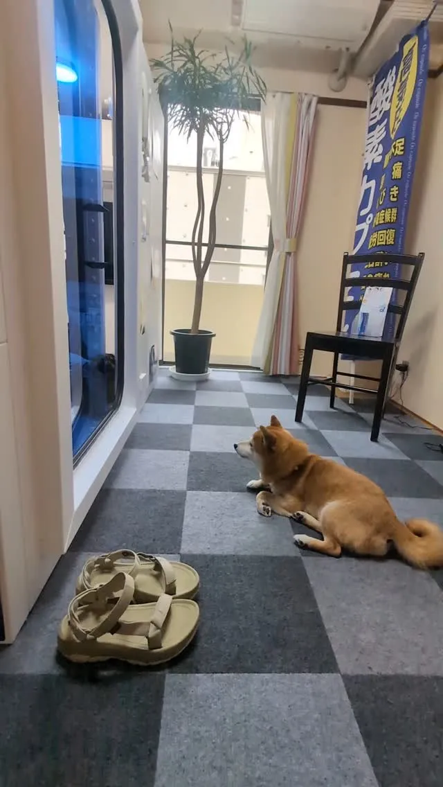 酸素ボックスで愛犬とともに夏バテ解消🎶